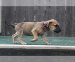 Small Photo #8 Presa Canario Puppy For Sale in OAKLEY, CA, USA