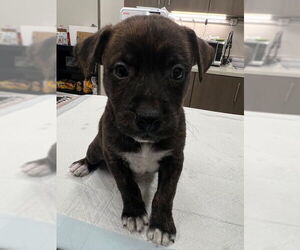 American Pit Bull Terrier Dogs for adoption in Baytown, TX, USA