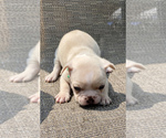 Small Photo #4 French Bulldog Puppy For Sale in MERIDEN, MN, USA