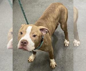 American Bulldog-Unknown Mix Dogs for adoption in Forestville, MD, USA