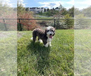 Sheepadoodle Puppy for sale in FREDERICK, MD, USA