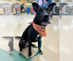 Small #13 Border Collie Mix