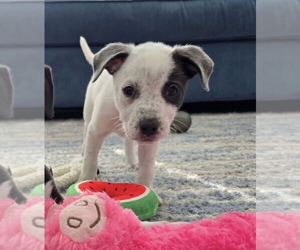 Medium Photo #12 Mutt Puppy For Sale in Holly Springs, NC, USA