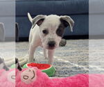 Small #11 Mutt