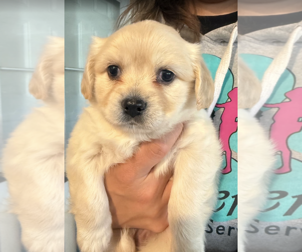 Medium Photo #2 Maltese-Unknown Mix Puppy For Sale in Rockville, MD, USA