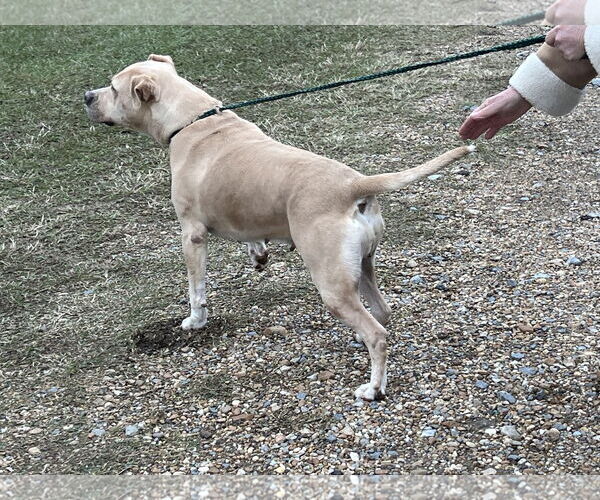 Medium Photo #9 Mutt Puppy For Sale in Farmerville, LA, USA