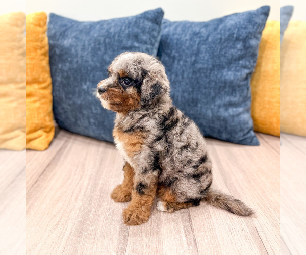 Medium Photo #5 Cavapoo (Miniature) Puppy For Sale in MILLERSBURG, OH, USA