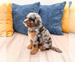 Small #4 Cavapoo (Miniature)