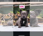 Small #8 French Bulldog