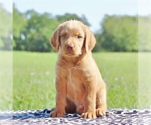Labradoodle-Poodle (Standard) Mix Puppy for sale in BINO, PA, USA
