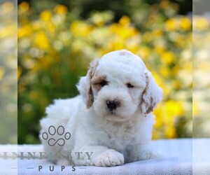 Goldendoodle (Miniature) Puppy for sale in LITITZ, PA, USA