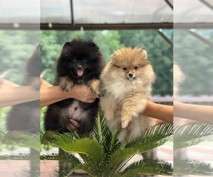 Pomeranian Puppy for Sale in GLEN BURNIE, Maryland USA