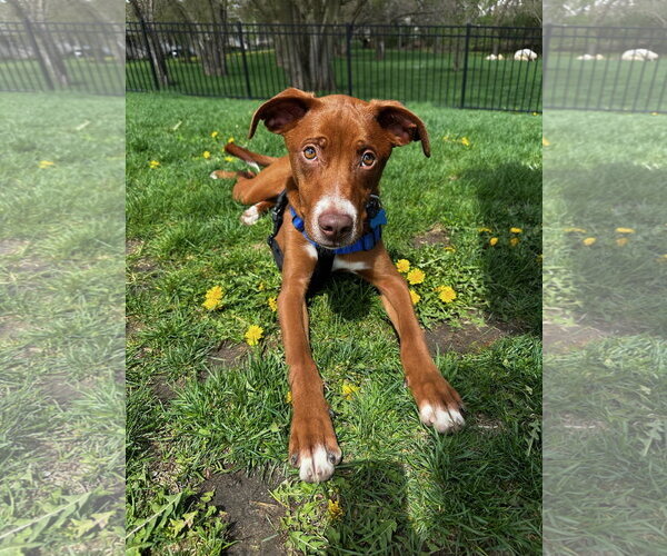 Medium Photo #1 Unknown-Vizsla Mix Puppy For Sale in Plainfield, IL, USA