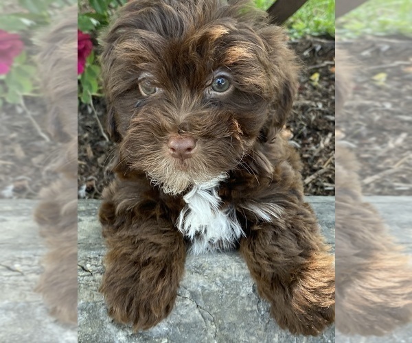Medium Photo #3 Lhasa Apso-Poodle (Toy) Mix Puppy For Sale in CANOGA, NY, USA