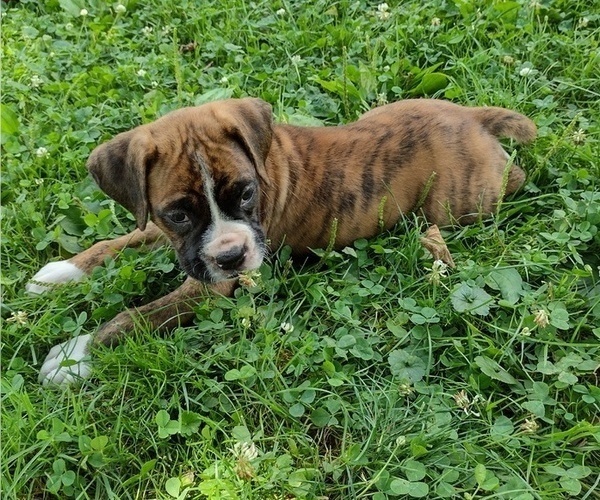 Medium Photo #32 Boxer Puppy For Sale in PORT ROYAL, PA, USA