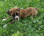 Small #6 Boxer