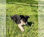 Small Photo #6 Texas Heeler Puppy For Sale in HILLSBORO, WI, USA