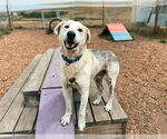 Small Labrador Retriever Mix