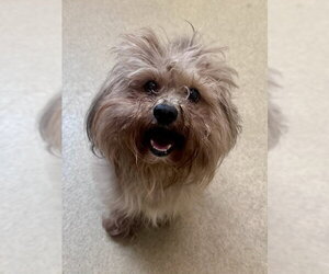 Mal-Shi Dogs for adoption in Derwood, MD, USA