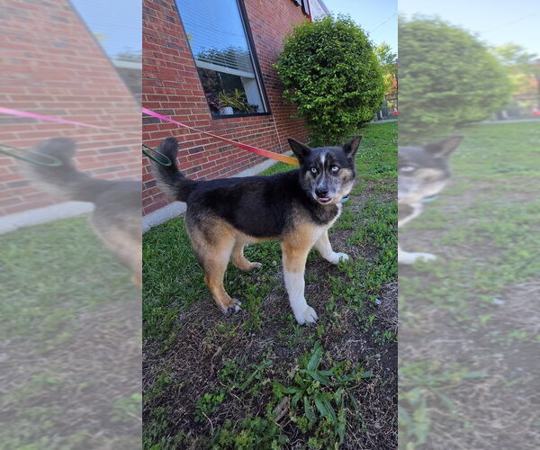 Medium Photo #2 Norwegian Elkhound-Unknown Mix Puppy For Sale in Aurora, IN, USA
