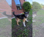 Small #1 Norwegian Elkhound Mix