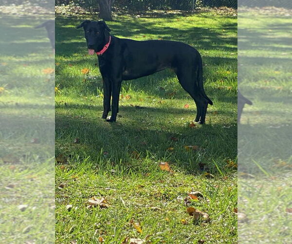Medium Photo #6 Great Dane-Unknown Mix Puppy For Sale in Bullard, TX, USA