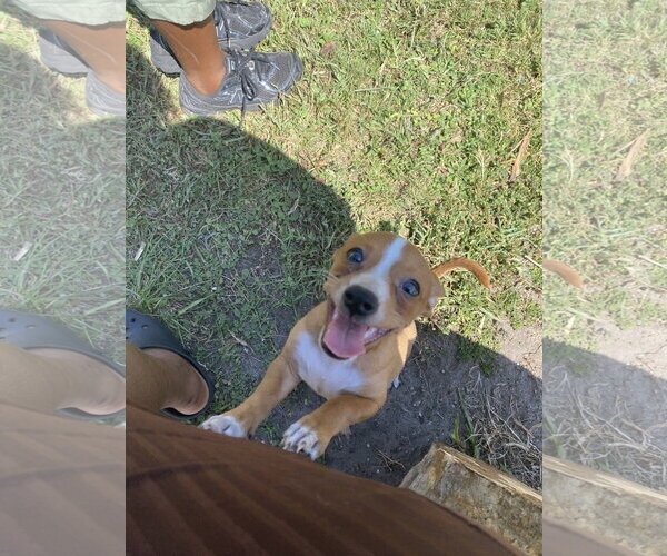 Medium Photo #1 Jack Russell Terrier Puppy For Sale in Sanford, FL, USA