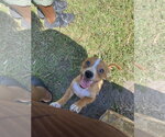 Small Jack Russell Terrier