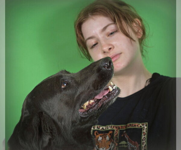 Medium Photo #4 Labrador Retriever-Unknown Mix Puppy For Sale in Holly Springs, MS, USA