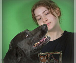 Sadie - Female Labrador Retriever-Unknown Mix Dog for Adoption - Photo #4