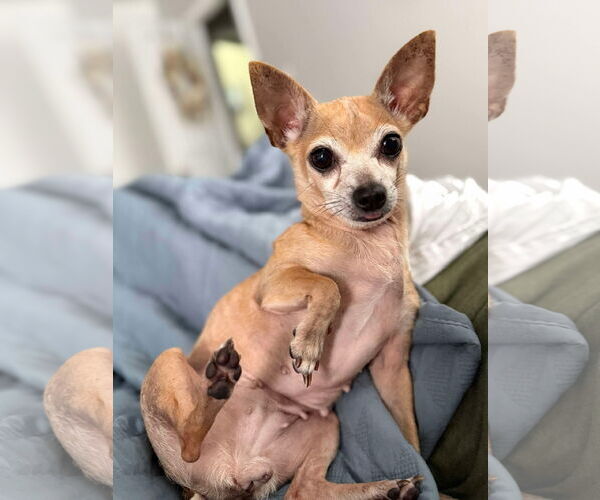 Medium Photo #3 Chihuahua-Unknown Mix Puppy For Sale in Gulfport, MI, USA