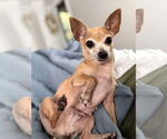 Small #2 Chihuahua Mix