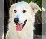 Small Great Pyrenees-white german shepherd Mix