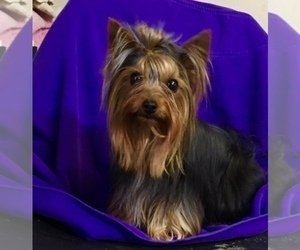 Mother of the Yorkshire Terrier puppies born on 04/17/2024