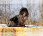 Small #33 ShihPoo