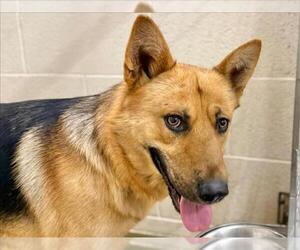 German Shepherd Dog-Unknown Mix Dogs for adoption in Moreno Valley, CA, USA