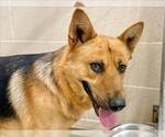 Small German Shepherd Dog Mix