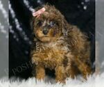 Puppy Rhea AKC Poodle (Miniature)