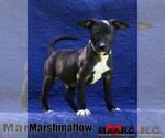 Small #1 Chihuahua Mix