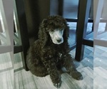 Small Poodle (Standard)