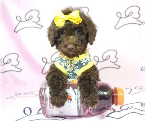 Medium Photo #16 Poodle (Miniature) Puppy For Sale in LAS VEGAS, NV, USA