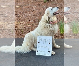 Mother of the Great Pyrenees puppies born on 03/13/2025