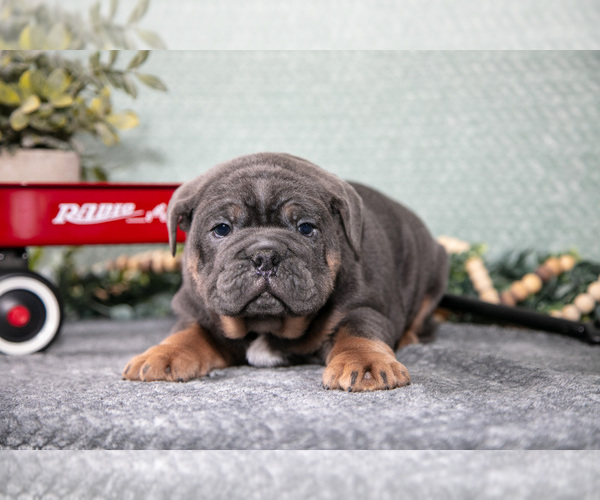 Medium Photo #2 Victorian Bulldog Puppy For Sale in MILLERSBURG, IN, USA