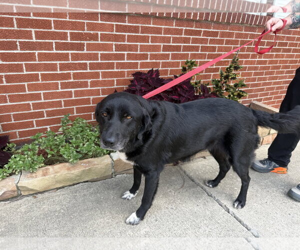 Medium Photo #1 Mutt Puppy For Sale in Raleigh, NC, USA