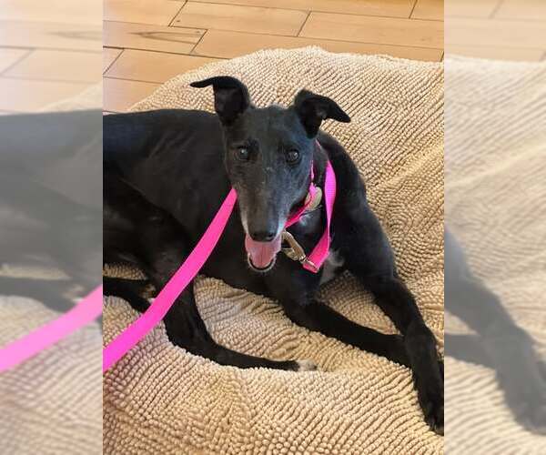 Medium Photo #2 Greyhound Puppy For Sale in Cherry Hill, NJ, USA