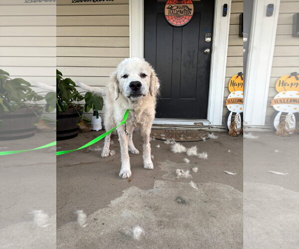 Medium Photo #4 Great Pyrenees-Unknown Mix Puppy For Sale in Germantown, OH, USA