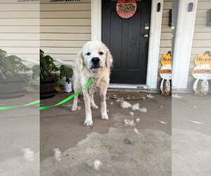 Grim - Male Great Pyrenees-Unknown Mix Dog for Adoption - Photo #4
