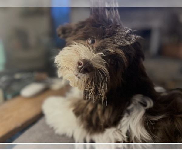 Medium Photo #1 Havanese Puppy For Sale in KOKOMO, IN, USA
