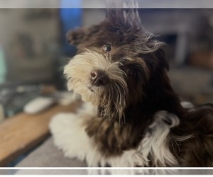 Father of the Havanese puppies born on 08/27/2026