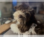 Small Photo #1 Havanese Puppy For Sale in KOKOMO, IN, USA